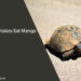 Can Tortoises Eat Mango