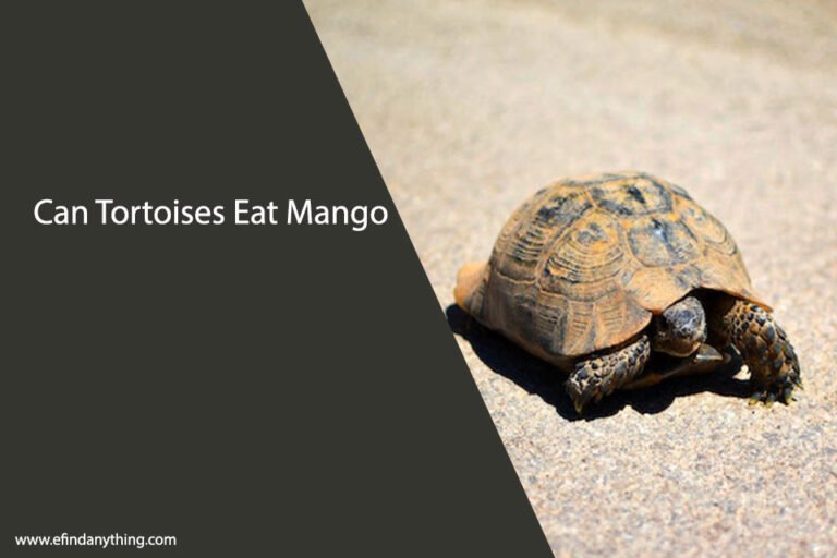 Can Tortoises Eat Mango