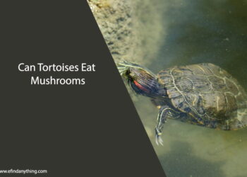 Can Tortoises Eat Mushrooms