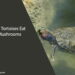 Can Tortoises Eat Mushrooms