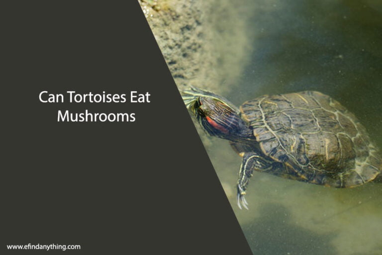 Can Tortoises Eat Mushrooms