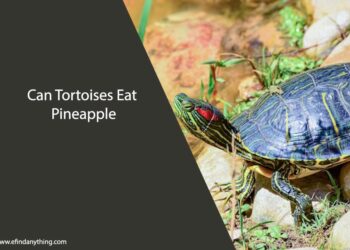 Can Tortoises Eat Pineapple