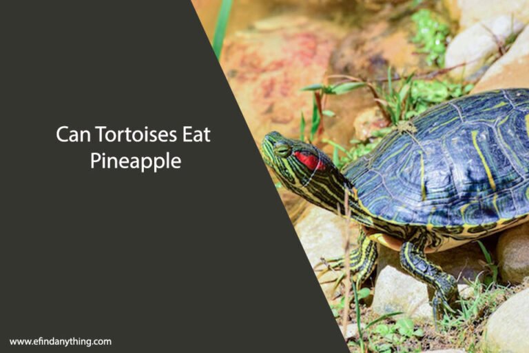 Can Tortoises Eat Pineapple