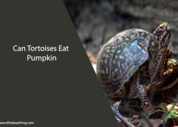 Can Tortoises Eat Pumpkin