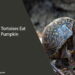 Can Tortoises Eat Pumpkin