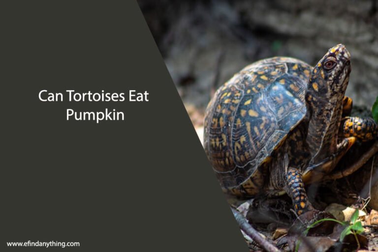 Can Tortoises Eat Pumpkin