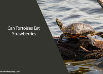 Can Tortoises Eat Strawberries