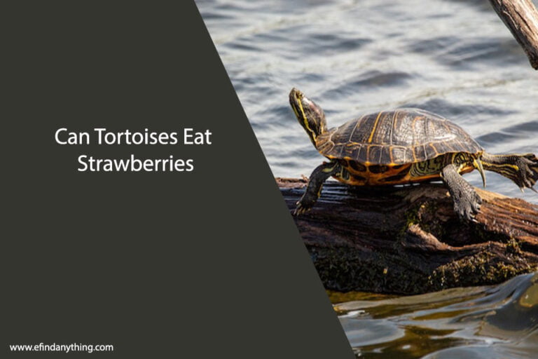 Can Tortoises Eat Strawberries