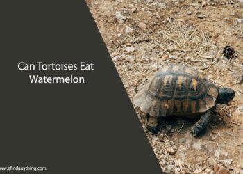 Can Tortoises Eat Watermelon