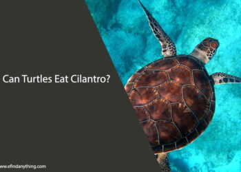 Can Turtles Eat Cilantro