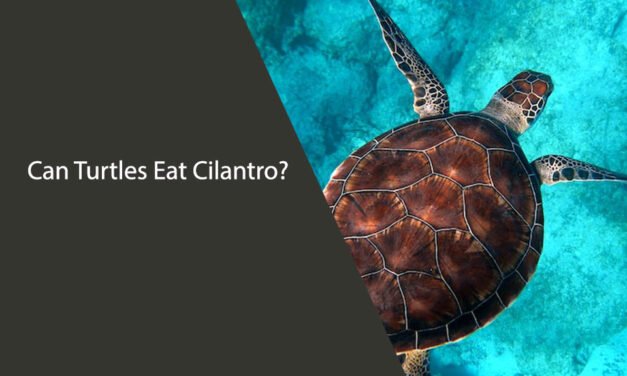 Can Turtles Eat Cilantro?