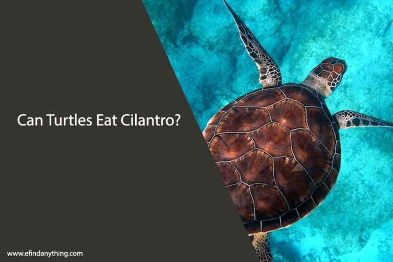 Can Turtles Eat Cilantro