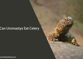 Can Uromastyx Eat Celery