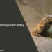 Can Uromastyx Eat Celery