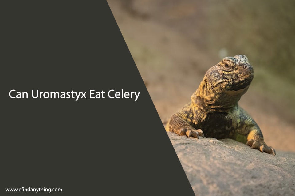 Can Uromastyx Eat Celery? A Comprehensive Guide