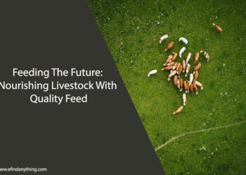 Feeding The Future Nourishing Livestock With Quality Feed