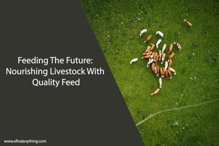 Feeding The Future Nourishing Livestock With Quality Feed