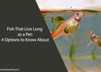 Fish That Live Long as a Pet