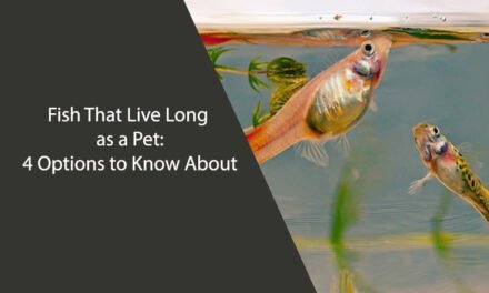 Fish That Live Long as a Pet: 4 Options to Know About