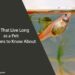 Fish That Live Long as a Pet