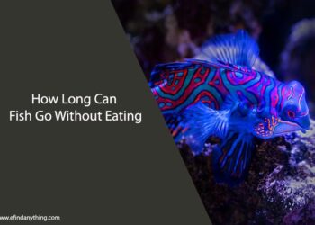 How Long Can Fish Go Without Eating