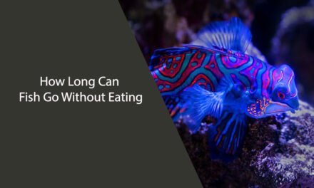 How Long Can Fish Go Without Eating