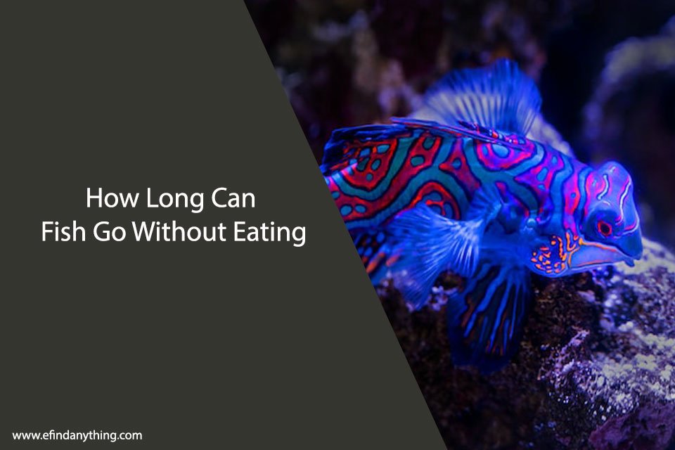 How Long Can Fish Go Without Eating