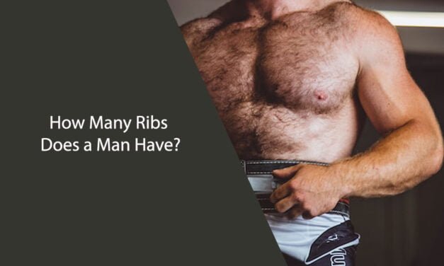 How Many Ribs Does a Man Have: Explained