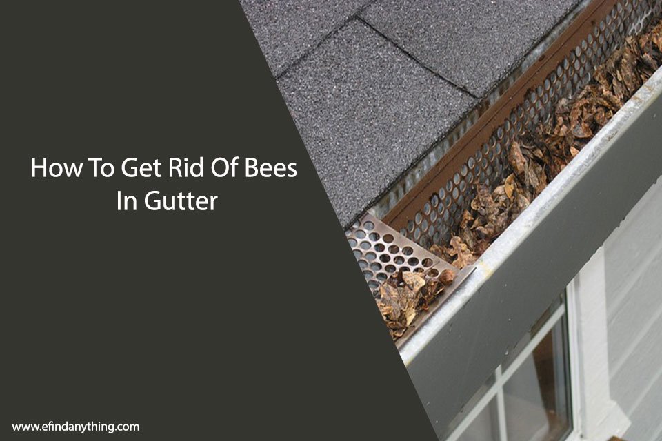 How To Get Rid Of Bees In Gutter