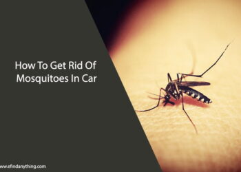 How To Get Rid Of Mosquitoes In Car