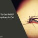 How To Get Rid Of Mosquitoes In Car