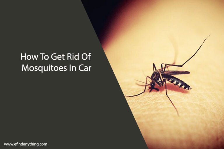 How To Get Rid Of Mosquitoes In Car