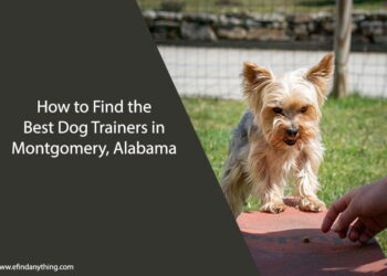 How to Find the Best Dog Trainers in Montgomery, Alabama