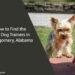 How to Find the Best Dog Trainers in Montgomery, Alabama