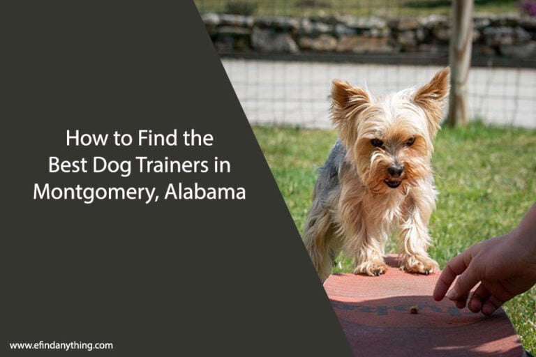How to Find the Best Dog Trainers in Montgomery, Alabama