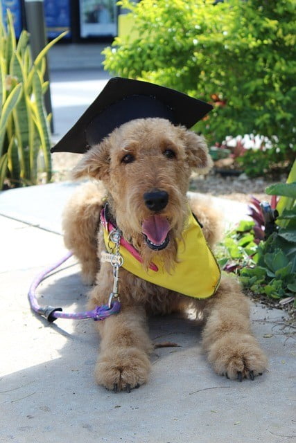 How to Find the Best Dog Trainers in Montgomery