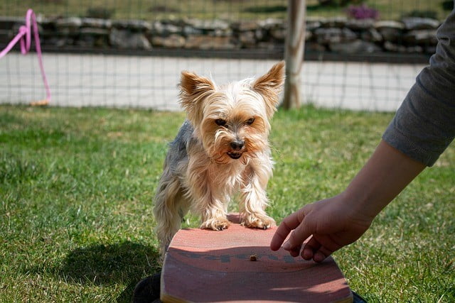 How to Find the Best Dog Trainers in Montgomery
