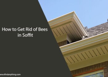 How to Get Rid of Bees in Soffit