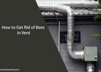 How to Get Rid of Bees in Vent