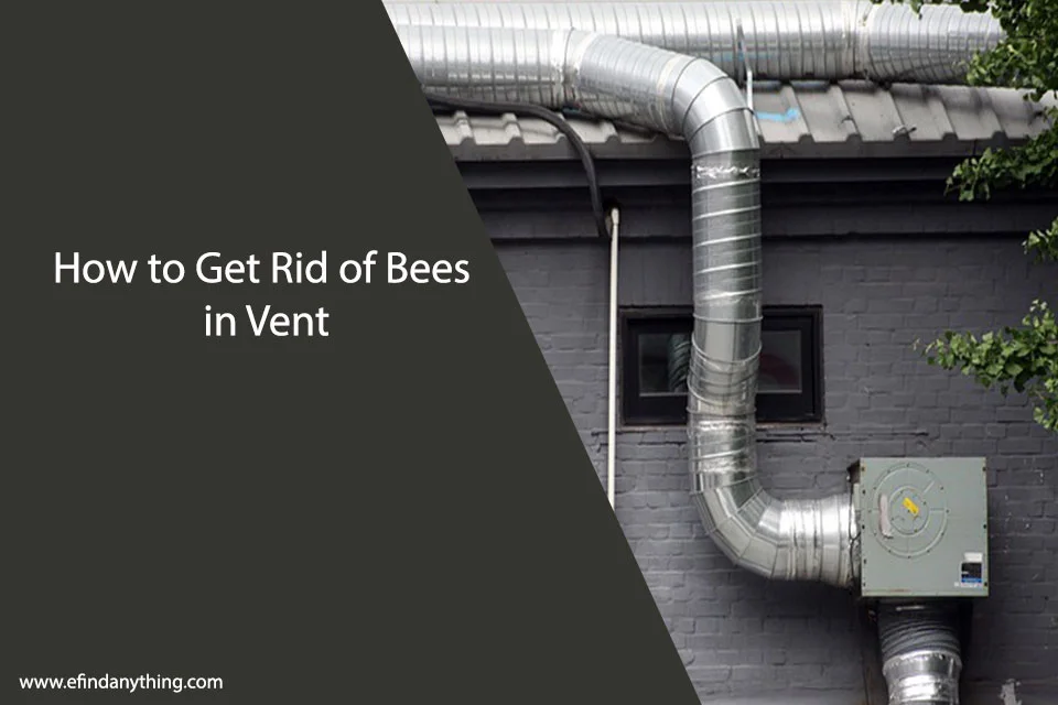 How to Get Rid of Bees in Vent