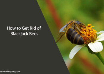 How to Get Rid of Blackjack Bees