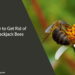 How to Get Rid of Blackjack Bees