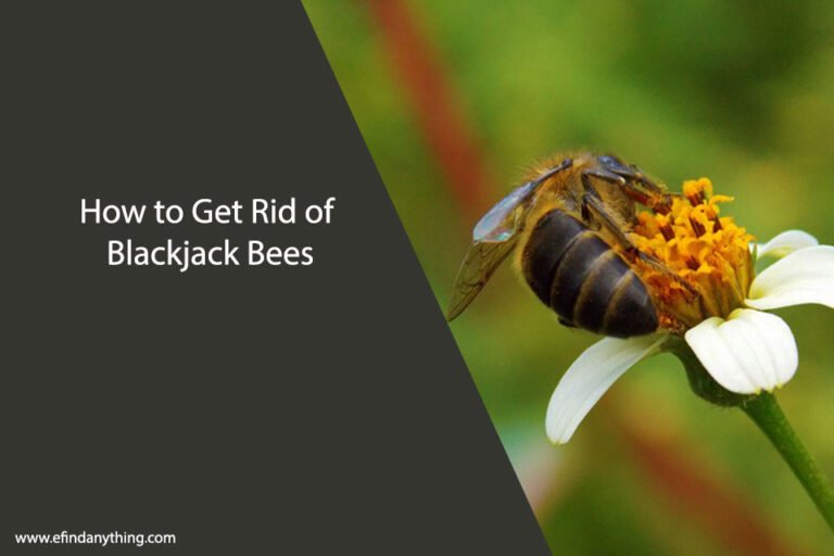 How to Get Rid of Blackjack Bees