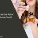 How to Get Rid of Febreze Smell