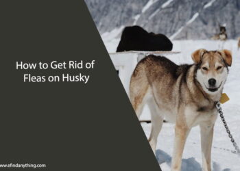 How to Get Rid of Fleas on Husky