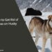How to Get Rid of Fleas on Husky