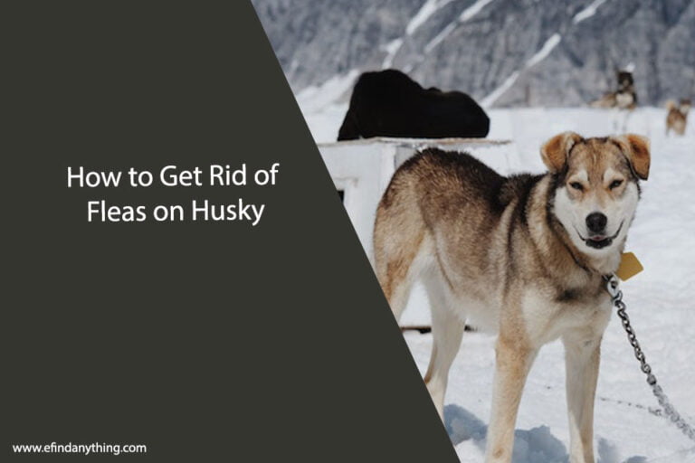 How to Get Rid of Fleas on Husky