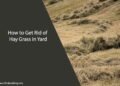 How to Get Rid of Hay Grass in Yard