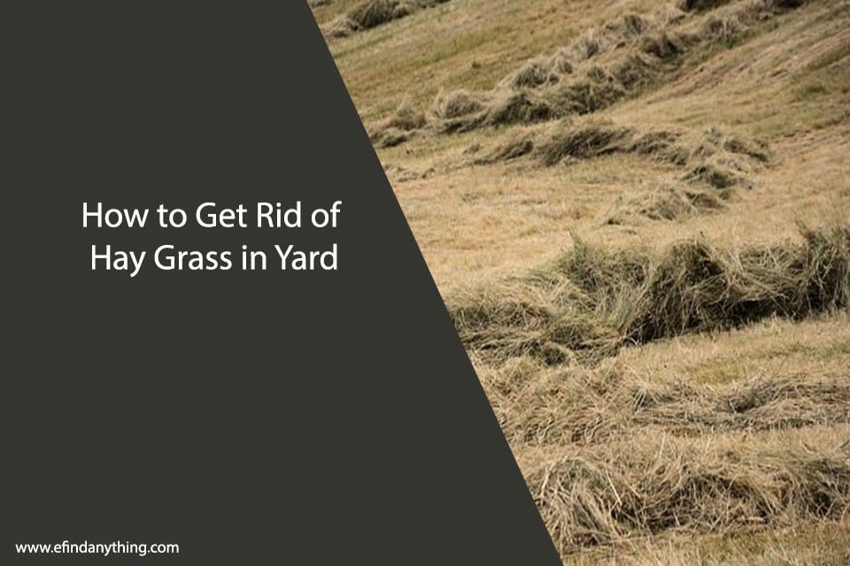 How to Get Rid of Hay Grass in Yard