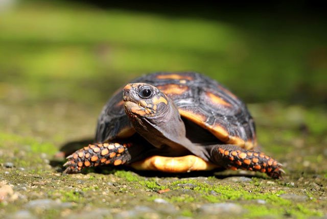 Can Red Footed Tortoises Eat Bell Peppers